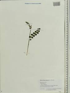 Botrychium lunaria (L.) Sw., Eastern Europe, Central forest region (E5) (Russia)