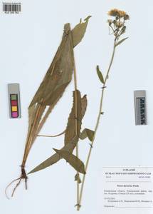 Picris davurica Fisch. ex Hornem., Siberia, Altai & Sayany Mountains (S2) (Russia)