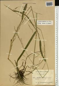 Lolium giganteum (L.) Darbysh., Eastern Europe, Eastern region (E10) (Russia)