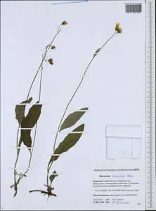 Hieracium korshinskyi Zahn, Siberia, Baikal & Transbaikal region (S4) (Russia)