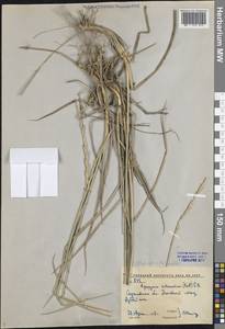 Thinopyrum intermedium (Host) Barkworth & D.R.Dewey, Eastern Europe, Lower Volga region (E9) (Russia)