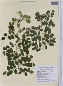 Astragalus glycyphylloides DC., Western Europe (EUR) (Bulgaria)