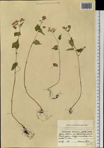 Fagopyrum, Siberia, Baikal & Transbaikal region (S4) (Russia)
