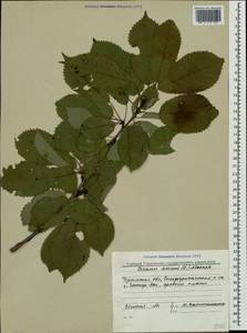 Prunus avium (L.) L., Crimea (KRYM) (Russia)