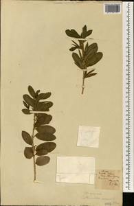 Catharanthus roseus (L.) G. Don, Africa (AFR) (Portugal)