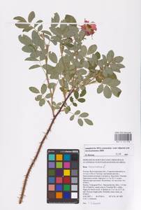 Rosa majalis Herrm., Eastern Europe, Lower Volga region (E9) (Russia)