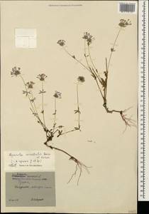 Asperula orientalis Boiss. & Hohen., Caucasus, Georgia (K4) (Georgia)
