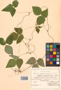Amphicarpaea edgeworthii Benth., Siberia, Russian Far East (S6) (Russia)