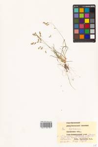 Poa leptocoma Trin., Siberia, Chukotka & Kamchatka (S7) (Russia)