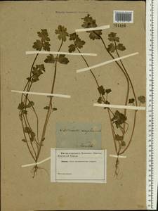 Lamium amplexicaule L., Eastern Europe, Central forest region (E5) (Russia)