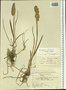 Arctopoa eminens (J.Presl) Prob., Siberia, Chukotka & Kamchatka (S7) (Russia)