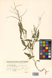 Sisymbrium orientale L., Siberia, Russian Far East (S6) (Russia)