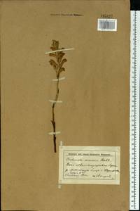 Phelipanche arenaria (Borkh.) Pomel, Eastern Europe, Lower Volga region (E9) (Russia)