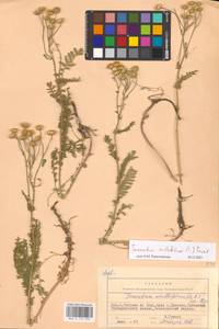 Tanacetum millefolium (L.) Tzvelev, Eastern Europe, Rostov Oblast (E12a) (Russia)