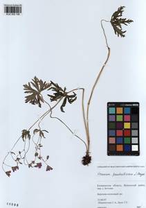 KUZ 000 106, Geranium pseudosibiricum J. Mayer, Siberia, Altai & Sayany Mountains (S2) (Russia)