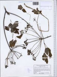 Laser trilobum (L.) Borkh., Western Europe (EUR) (Greece)