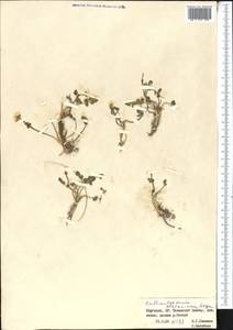 Callianthemum alatavicum Freyn, Middle Asia, Western Tian Shan & Karatau (M3) (Kyrgyzstan)