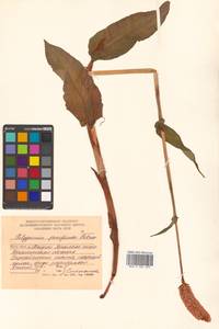 Bistorta officinalis subsp. pacifica (Petrov ex Kom.) Yonek., Siberia, Russian Far East (S6) (Russia)