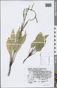 Saussurea amara (L.) DC., Eastern Europe, Volga-Kama region (E7) (Russia)