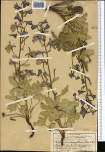 Delphinium dasyanthum Kar. & Kir., Middle Asia, Western Tian Shan & Karatau (M3) (Kazakhstan)