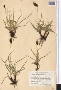 Carex melanantha C.A.Mey., Middle Asia, Western Tian Shan & Karatau (M3) (Uzbekistan)