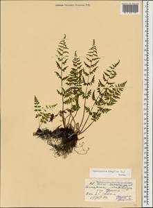Cystopteris fragilis (L.) Bernh., Caucasus, North Ossetia, Ingushetia & Chechnya (K1c) (Russia)