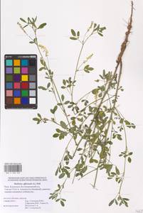 Melilotus officinalis (L.) Lam., Eastern Europe, Lower Volga region (E9) (Russia)