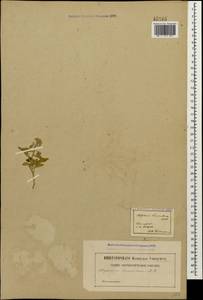 Alyssum hirsutum M. Bieb., Caucasus (no precise locality) (K0)