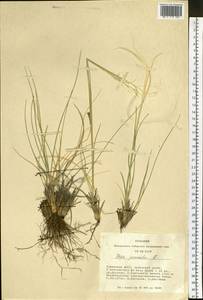 Stipa pennata L., Siberia, Altai & Sayany Mountains (S2) (Russia)