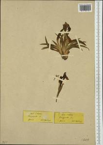 Iris pumila L., Western Europe (EUR) (Greece)