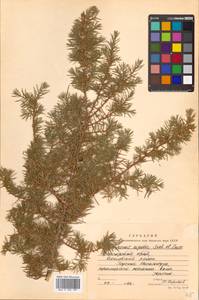 Juniperus rigida Siebold & Zucc., Siberia, Russian Far East (S6) (Russia)