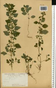 Urtica urens L., Eastern Europe, Central forest-and-steppe region (E6) (Russia)