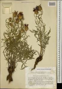 Centaurea daralagoezica (Fomin) Greuter, Caucasus, Armenia (K5) (Armenia)