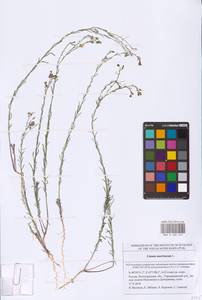 Linum austriacum L., Eastern Europe, Lower Volga region (E9) (Russia)