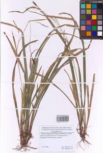 Carex pilosa Scop., Eastern Europe, Moscow region (E4a) (Russia)