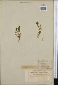 Veronica arvensis L., Western Europe (EUR) (Sweden)