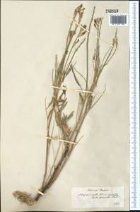 Astragalus brachylobus DC., Middle Asia, Muyunkumy, Balkhash & Betpak-Dala (M9) (Kazakhstan)