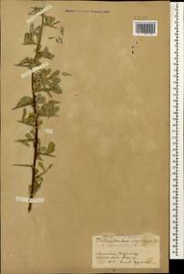 Caragana halodendron (Pall.) Dum.Cours., Caucasus, Armenia (K5) (Armenia)