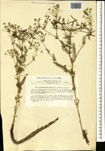 Caropodium platycarpum (Boiss. & Hausskn.) Schischk., Caucasus, Azerbaijan (K6) (Azerbaijan)