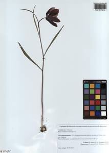Fritillaria meleagris L., Siberia, Altai & Sayany Mountains (S2) (Russia)