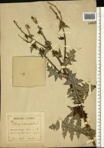 Echinops sphaerocephalus L., Eastern Europe, Central forest-and-steppe region (E6) (Russia)