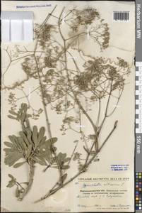 Gypsophila altissima L., Eastern Europe, North Ukrainian region (E11) (Ukraine)