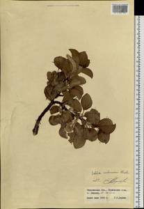 Salix nakamurana, Siberia, Russian Far East (S6) (Russia)