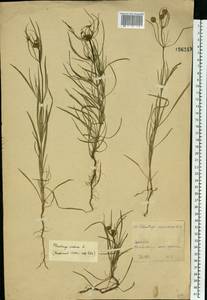 Plantago arenaria Waldst. & Kit., Eastern Europe, Moscow region (E4a) (Russia)