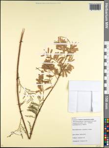 Tamarix ramosissima Ledeb., Caucasus, Krasnodar Krai & Adygea (K1a) (Russia)