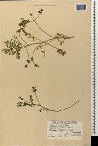 Astragalus oxyglottis Stev. ex M. Bieb., Caucasus, Azerbaijan (K6) (Azerbaijan)