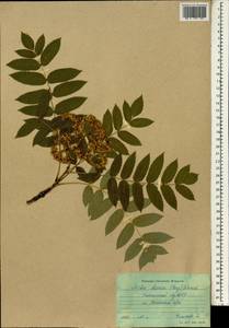 Sorbus decora (Sarg.) C. K. Schneid., South Asia, South Asia (Asia outside ex-Soviet states and Mongolia) (ASIA) (Russia)