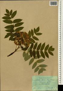 Sorbus decora (Sarg.) C. K. Schneid., Botanic gardens and arboreta (GARD) (Russia)