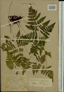 Gymnocarpium robertianum (Hoffm.) Newman, Eastern Europe, Eastern region (E10) (Russia)