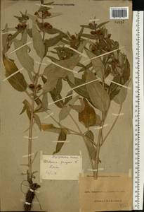 Phlomis herba-venti subsp. pungens (Willd.) Maire ex DeFilipps, Eastern Europe, North Ukrainian region (E11) (Ukraine)